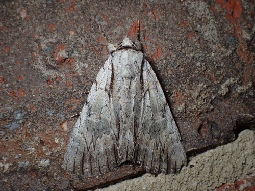 Clinton's Underwing photo 5