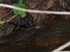 Austroaeschna inermis