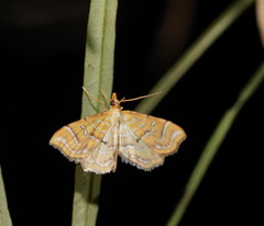 Musotima ochropteralis