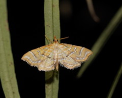 Musotima ochropteralis