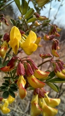 Astragalus penduliflorus