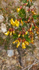 Astragalus penduliflorus