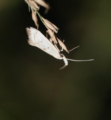 Thema argoptera