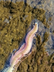 Alitta virens