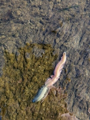 Alitta virens