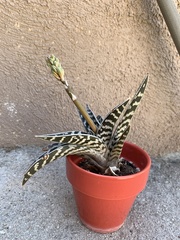Gonialoe