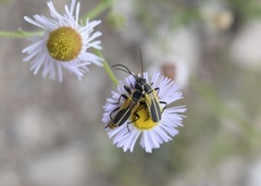 Chauliognathus opacus