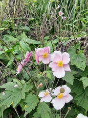 Eriocapitella × hybrida