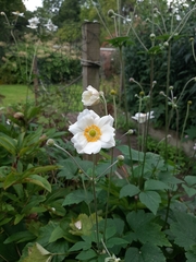 Eriocapitella × hybrida