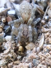 Arctosa perita