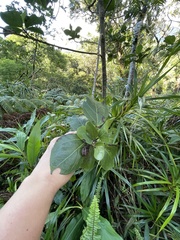 Hibiscus arnottianus