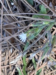 Pseudelephantopus spicatus