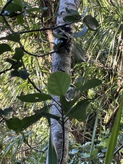 Hibiscus arnottianus