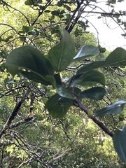 Hibiscus arnottianus
