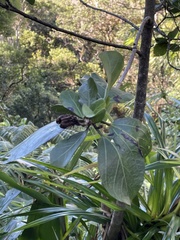 Hibiscus arnottianus