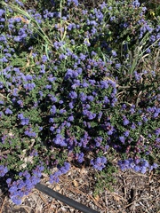 Ceanothus foliosus