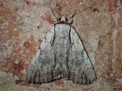 Catocala clintonii