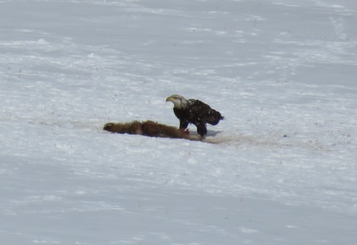 Bald Eagle photographed in Vermont
