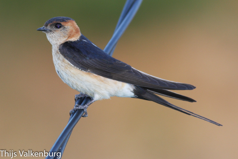 Red-rumped Swallow (Mt. Pulag Biodiversity) · iNaturalist