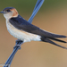 Red-rumped Swallow - Photo (c) Thijs Valkenburg, some rights reserved (CC BY-NC), uploaded by Thijs Valkenburg