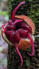 Herrania