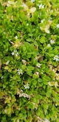 Cerastium parvum
