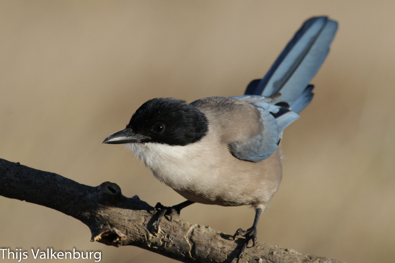 Iberian Magpie