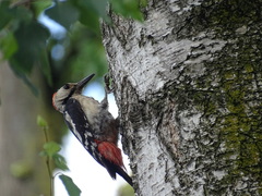 Dendrocopos syriacus