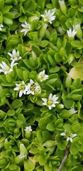 Cerastium parvum