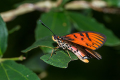 Acraea petraea