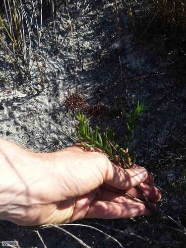 Crassula fascicularis