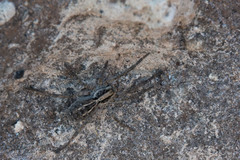 Schizocosa malitiosa