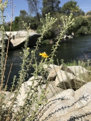 Heterotheca shevockii