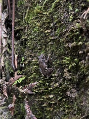 Pristimantis ventrimarmoratus