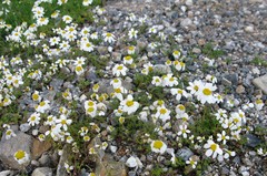 Anthemis chia
