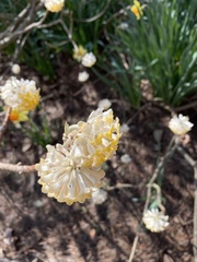 Edgeworthia