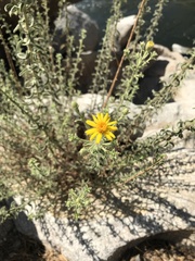 Heterotheca shevockii