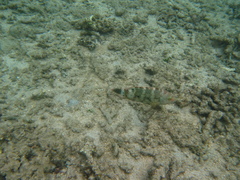 Cheilinus trilobatus