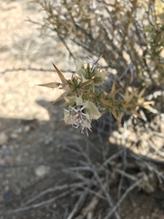 Hecastocleis shockleyi