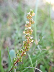 Atriplex paludosa
