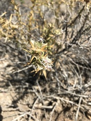 Hecastocleis shockleyi