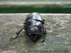 Lucanus cervus