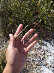 Piptochaetium avenacioides