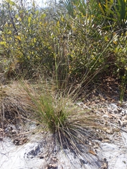 Piptochaetium avenacioides