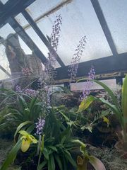 Stenoglottis