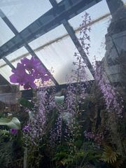 Stenoglottis
