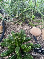 Euphorbia officinarum