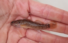 Etheostoma crossopterum