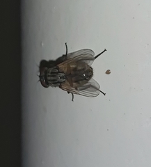 Musca domestica