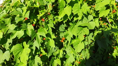Ipomoea rubriflora